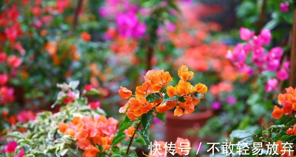 温差|让三角梅开“秋花”，牢记这个“方法”花芽长得快，迅速花爆盆