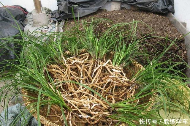 新手养兰花用腐殖土好,还是颗粒植料好4点建议,不容易养死!