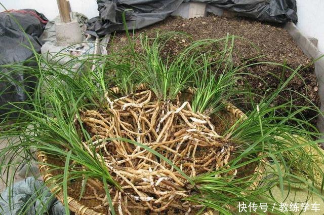 新手养兰花用腐殖土好，还是颗粒植料好4点建议，不容易养死！