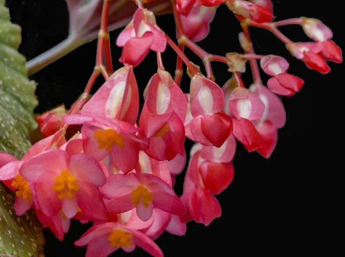 秋海棠开花少教你3个养护妙招,四季开花,花繁叶茂