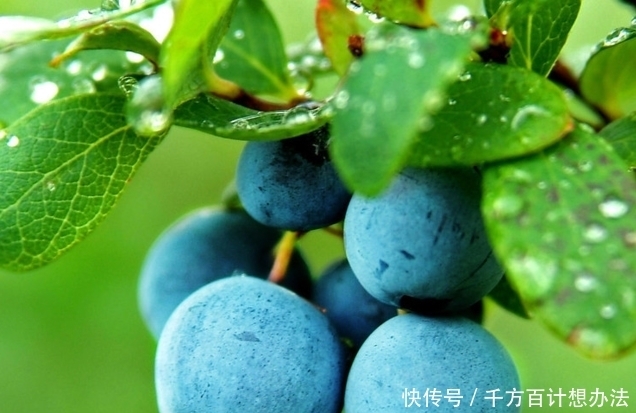 好吃|这几种水果很好吃,但也有它的奇葩之处,你见过吗?