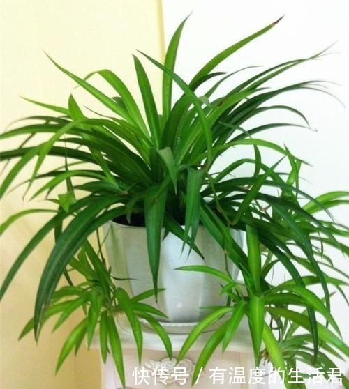 春季给花换盆,5个错误不要犯,不然服盆慢,难养活!