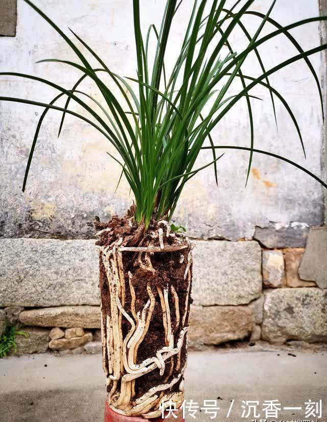 夏天|夏天如何管理兰花，才能确保不会烂根？这3点非常重要