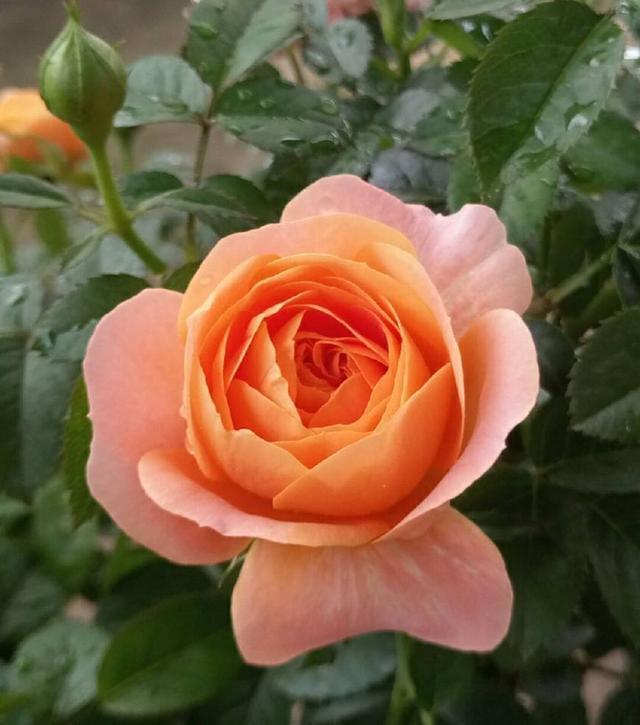 独干月季怎么养才会枝繁叶茂开花爆盆老花匠只需一招,长见识了