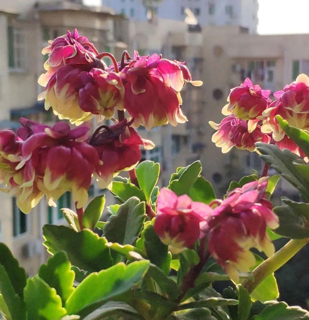 这盆吊兰养2年，年年开满小金鱼，大吉大利好喜气