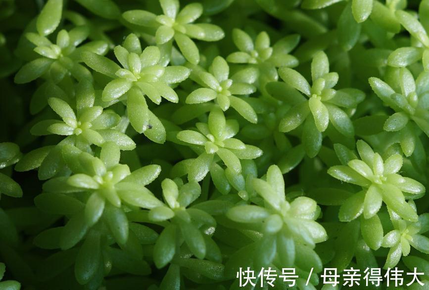 黄金草|招财纳福的黄金草多肉植物,遇到徒长不用慌,几个步骤养回高颜值