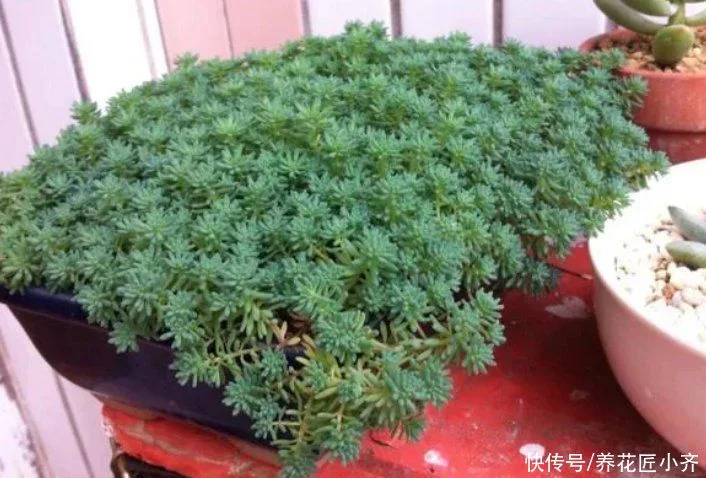 天下风物——《10种“流氓花”，养它的都“后悔”了，一棵就泛滥，铲都铲不完》风光题照