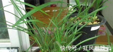 兰花盆土加点“万能肥料”，用对方法，可能真的10年不需要施肥