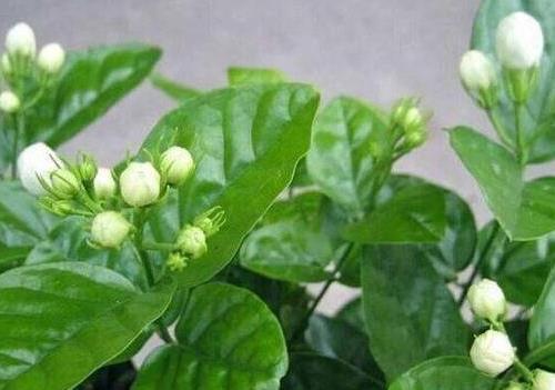 氮肥|养花“磷钾肥”不用再买了,轻松自制效果强,养啥都能轻松爆满盆