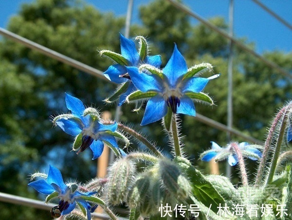 紫草科|此花被称为勇气之花,还可以用在菜肴里面,花朵小巧可爱