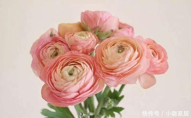 球根|花毛莨叶片似芹菜叶、球根像鸡爪,开花很好看,都叫它芹叶牡丹