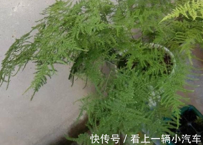 天冷养文竹,常做“3个小动作”,新芽咕咕冒不停,枝叶常青