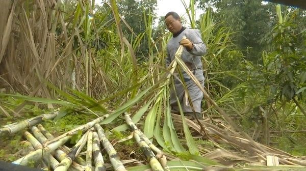 板陈村|望谟县板陈村：古法红糖熬出“甜蜜生活”