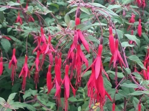 别养绿萝吊兰了,3种花剪根枝,插水里能活,开花一大片!