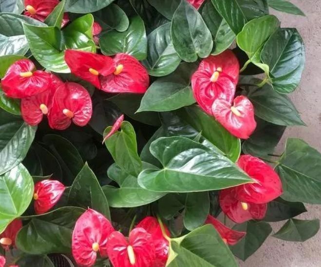 4种“好养花”,随便一养就爆盆,养家里,全年开花不断