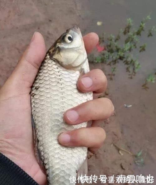 春季|春季刮什么风好钓鱼每当风从这个方向吹过来,我就知道要爆护了