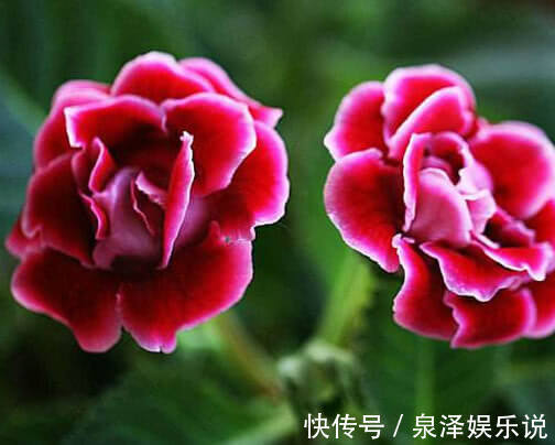 妙招|大岩桐怎么养更艳丽教你3个小妙招,养出姹紫嫣红的大岩桐