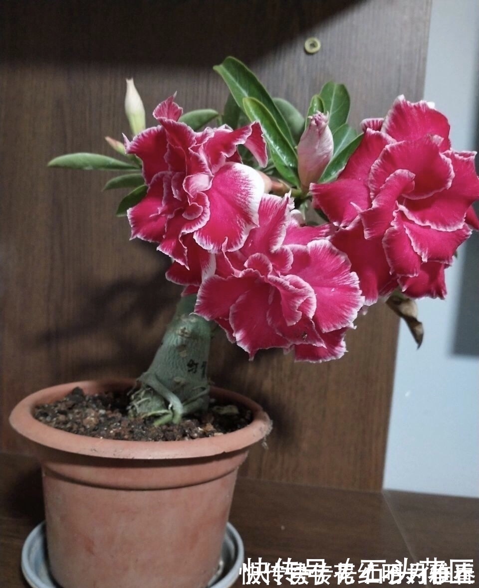 进入深秋,4种花要“旱着养”,水浇多了就烂根,真是帮倒忙