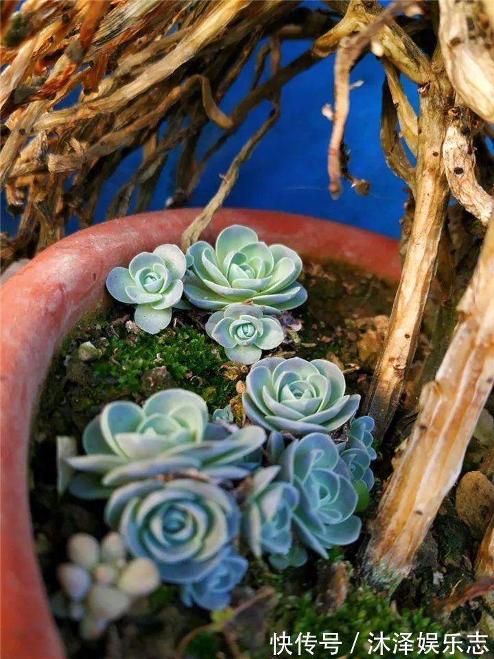 农村爷爷养多肉，破缸、破鞋里都塞满，照样养的肥嘟嘟！