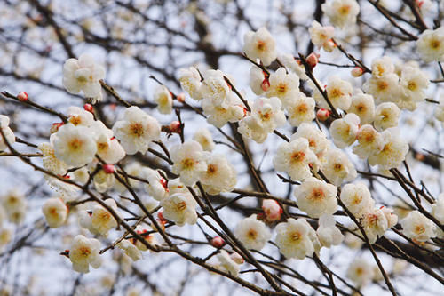 中年|花式过大年,近两日东湖接待游客39.4万人