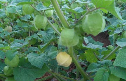 零食|每晚当零食吃一把,气血足了,色斑没了,女性不想满脸皱纹试试