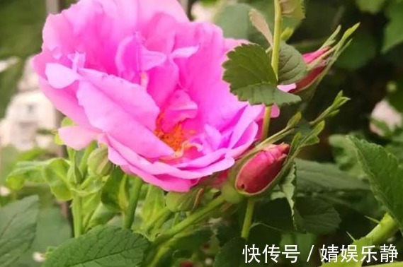 无机肥|月季难开花,注意这1个“关键点”,促根又促花,花开才不会少