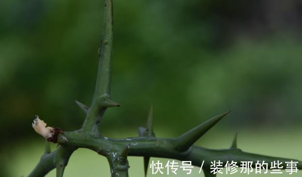 花草|有院不栽狼牙棒!5种花草植物都属于“狼牙棒”,你家栽种了吗?