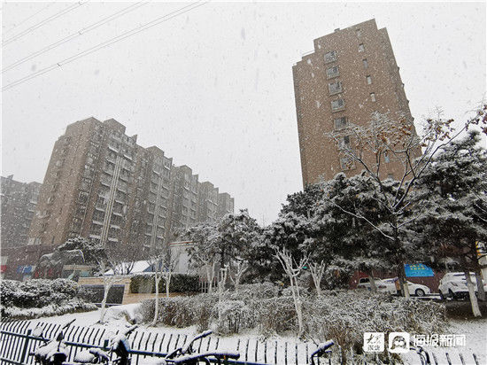 雪景|组图丨下雪了！济宁最美的雪景都在这儿