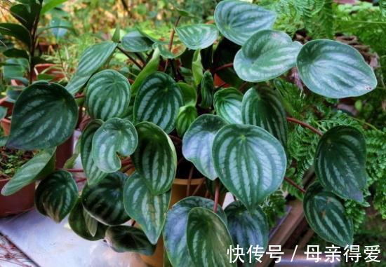 养花试试这几款,吊起来,它会长成一株非常美丽的瀑布藤蔓