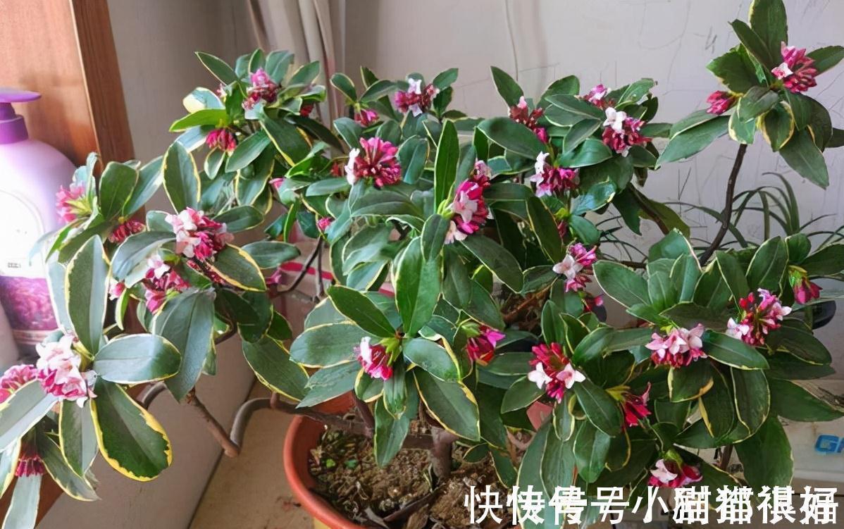 寓意|五种“吉祥花”,建议养一盆,不仅寓意好,还利于健康