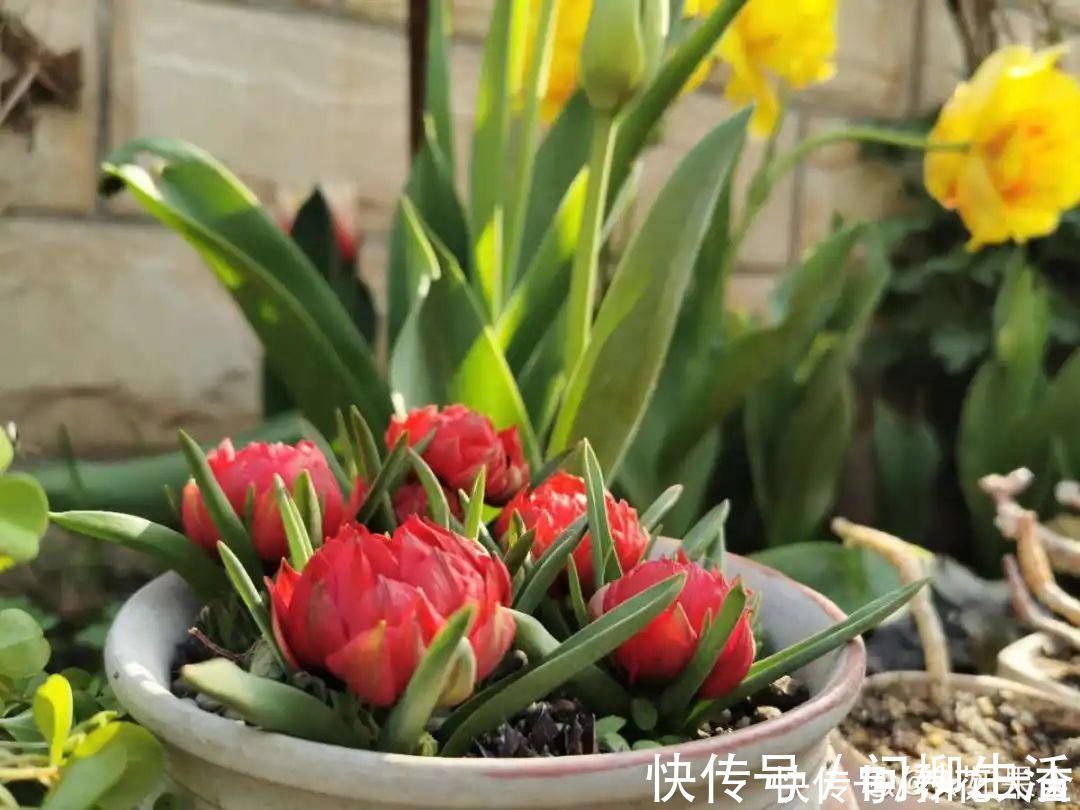 水仙|上万块的蟹爪兰,开花像烟花,养过的人不多