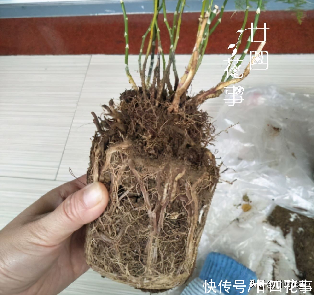 春天养文竹,记得给它“翻翻新”,咔嚓剪几刀,笋芽蹭蹭冒