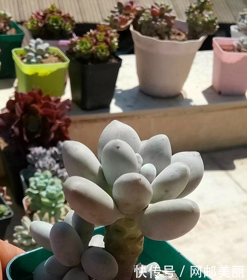 照这样“控养”下去,多肉要美成精了!像精灵一样的美的多肉