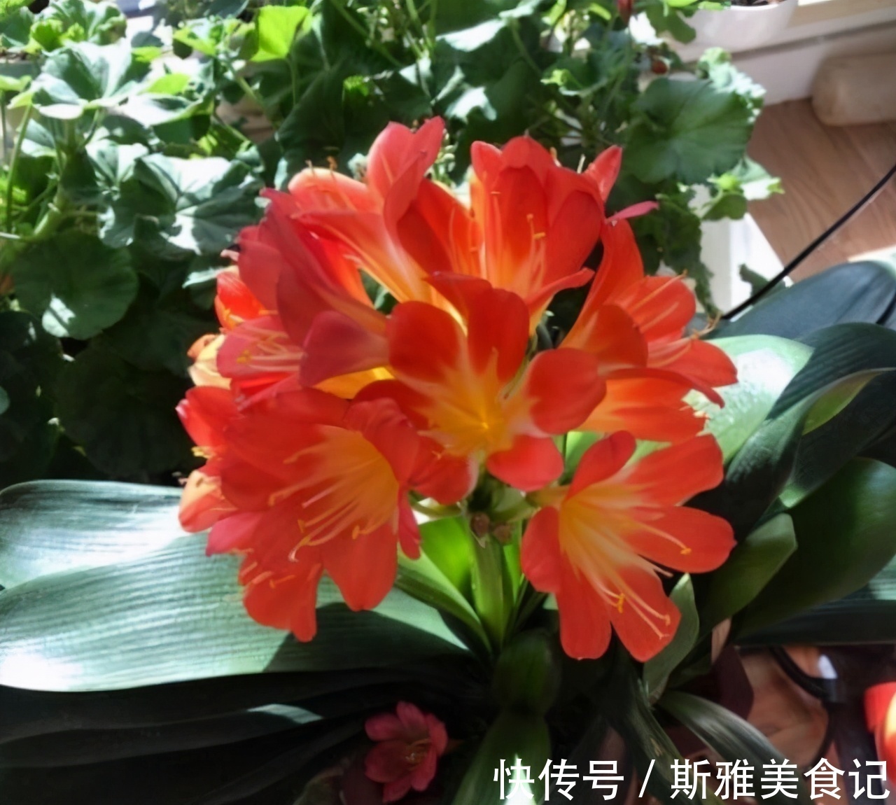 君子兰|君子兰,5月花谢后该怎么浇水?多浇、控水还是不浇好?