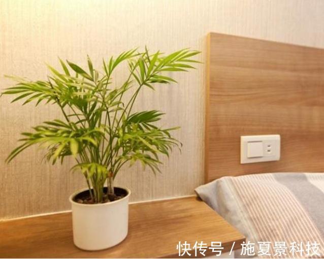 芦荟|这3种花宁神、促睡眠，“卧室”来一盆，不失眠、舒服睡整晚