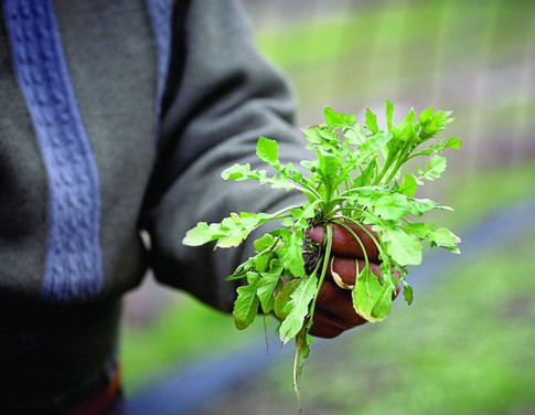 鲜美者|农村的这个野菜可称最鲜美者,老人说春季祛湿寒就吃它