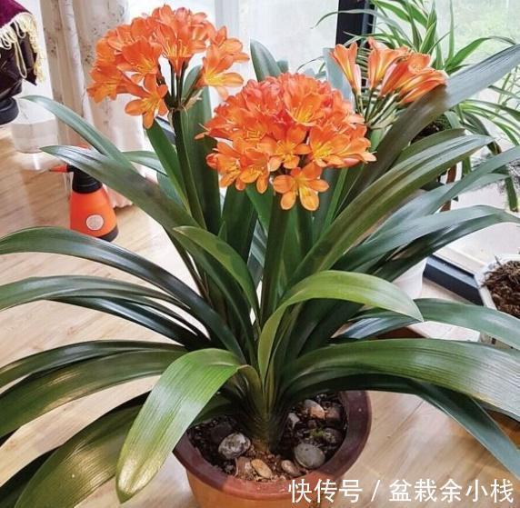 水溶液|君子兰疯长,冒出5根花箭,是2种肥的功劳,养啥都旺