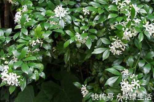 嫌吊兰不好看，不如养上“此花”，花期达半年，花香味能媲美香水