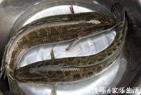 农村的这两种野鱼,虽然长得丑,但是味道非常的鲜美