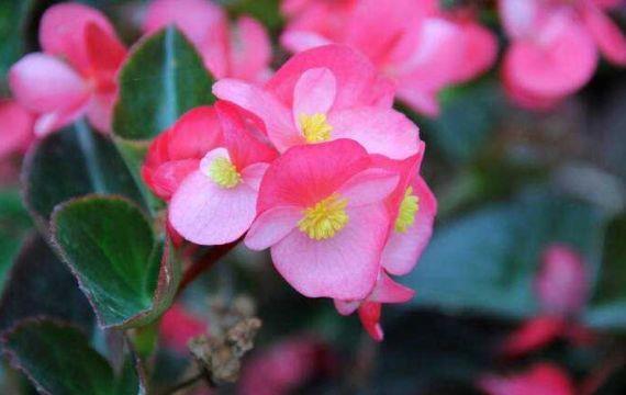 几款花卉超美的,风吹开花旺,颜色鲜艳夺目,繁花似锦