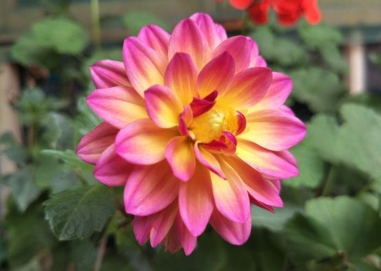 一年四季|6月11日起,养花试试这几款,花美似牡丹,花型奇特,香气飘满堂