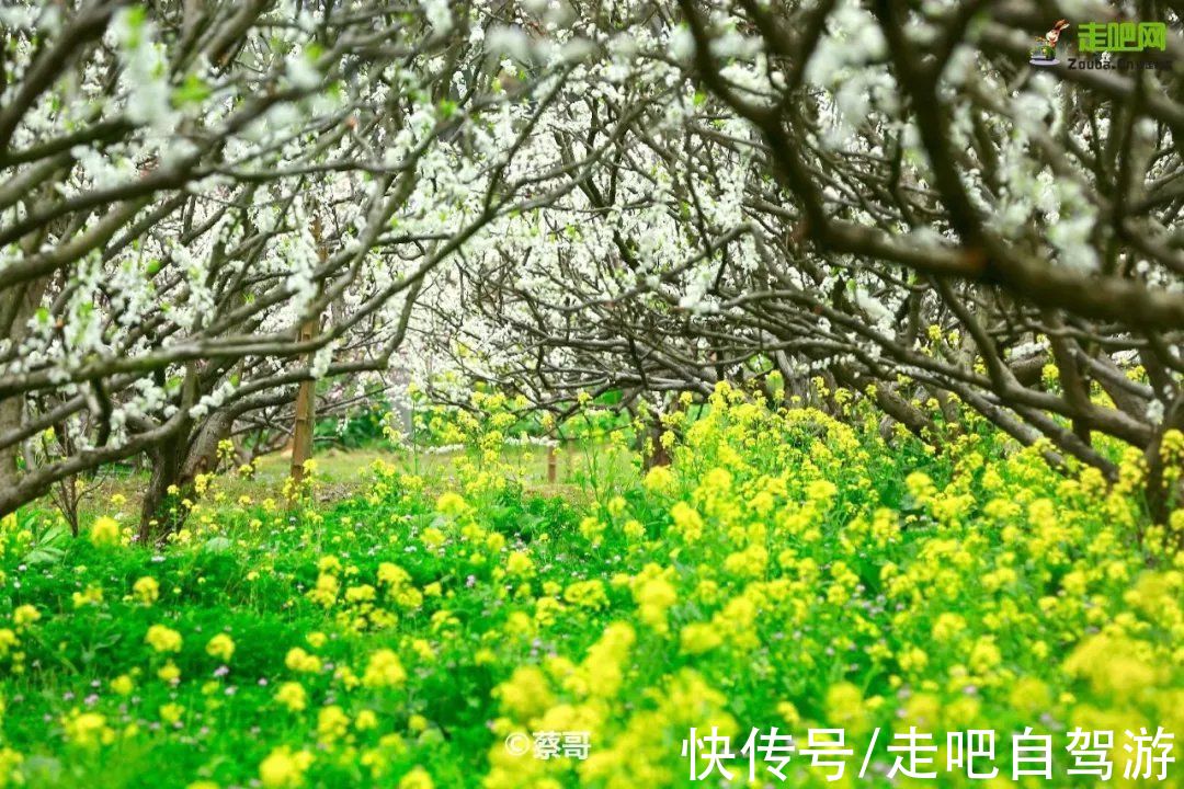 南疆|快开啦！这些地方的春景正在悄悄席卷全国，大气又美丽，别错过