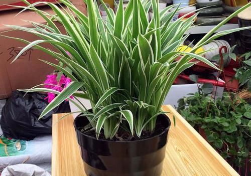 这2样植物就是“天生的水桶”,越浇水枝叶长得越旺盛!