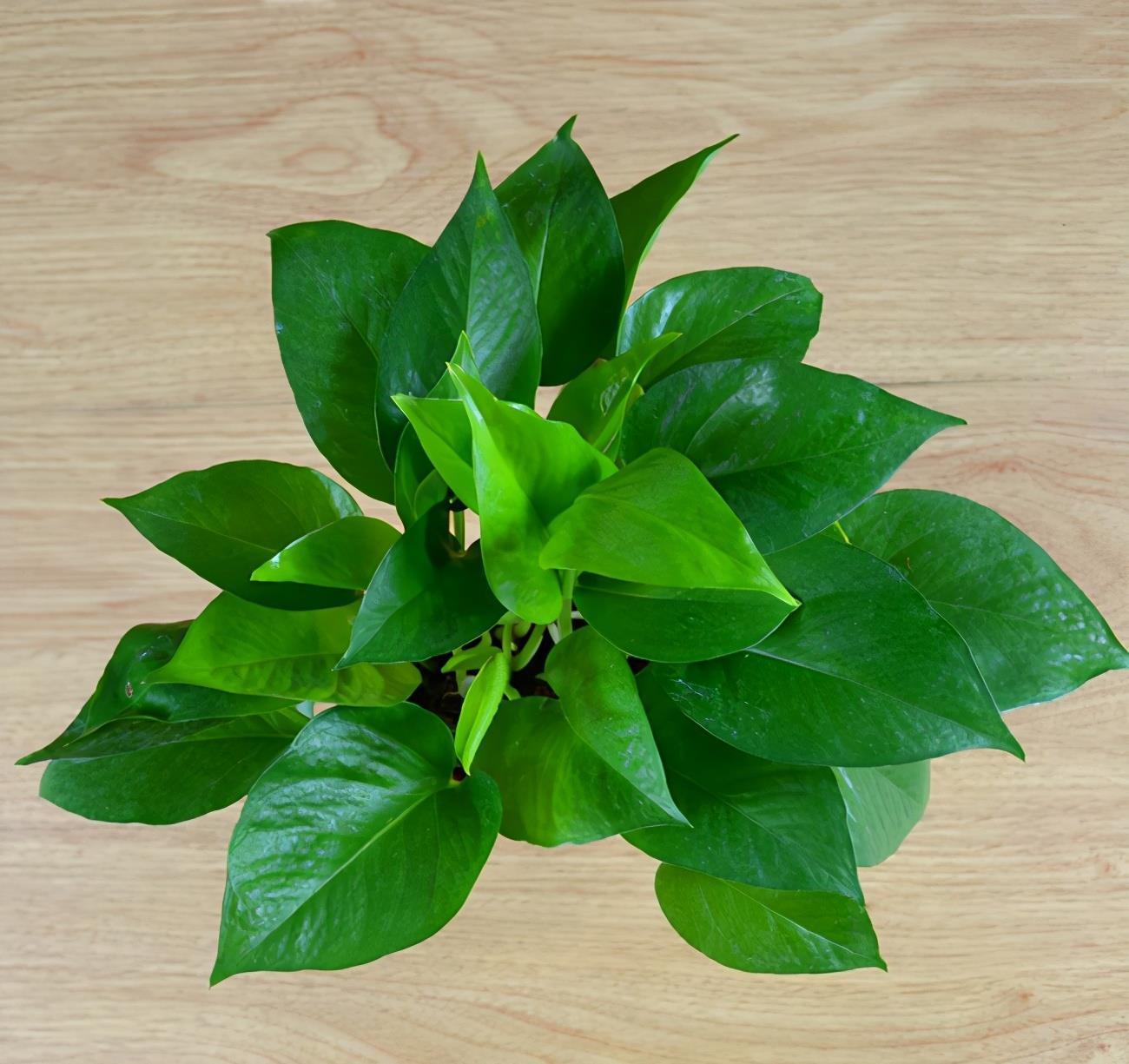 净化空气选什么植物,推荐这5种,各有绝招