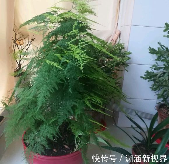 爆盆|掉叶发黄快枯死的文竹怎么急救给它喝点酸奶,一个月爆盆绿油油