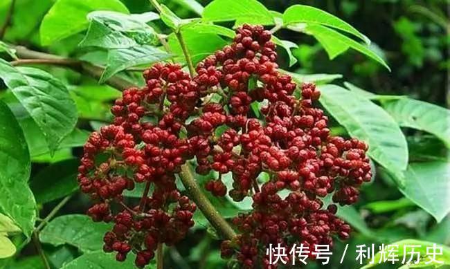 左金丸|一个千古养胃经典名方：左金丸！横扫胃炎食道炎胃溃疡等所有胃病