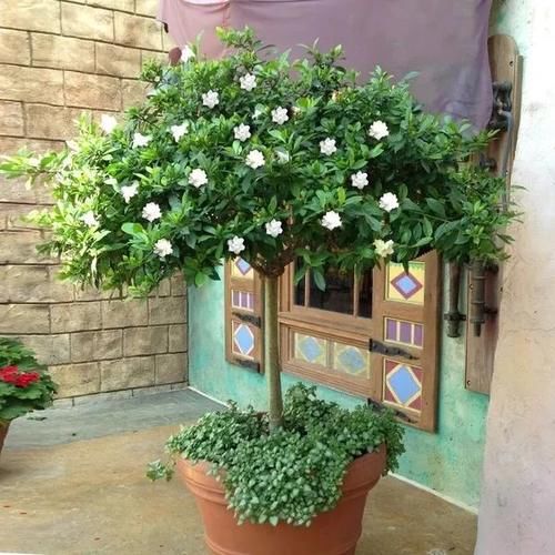 花市买的栀子花很快黄叶、掉叶，花苞还开就凋谢，哪里出错了？