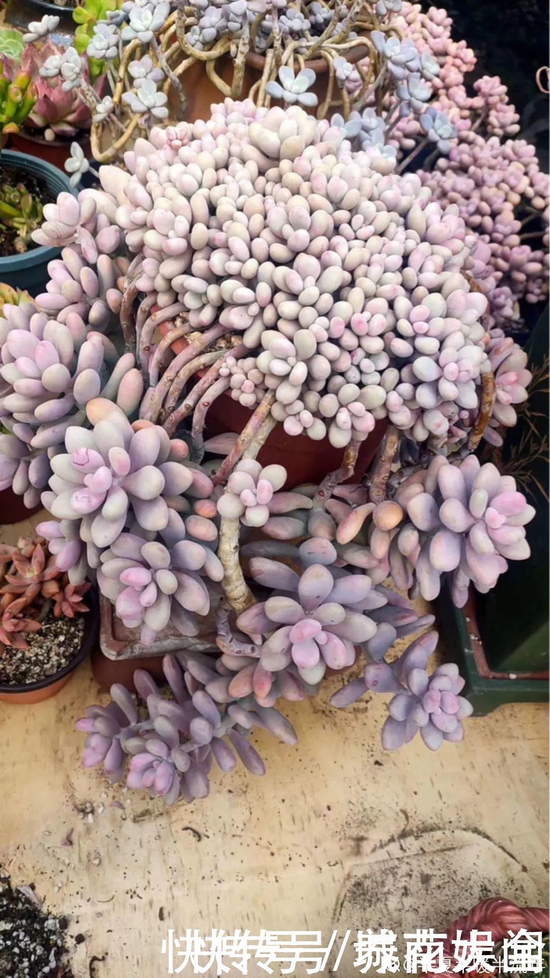 耐旱|超级耐旱花，整个冬天不浇水，还能胖一圈