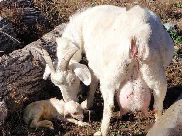 今天说说母羊助产的正确方式 变化|查看|宝妈|肚子|孕妈|宝宝