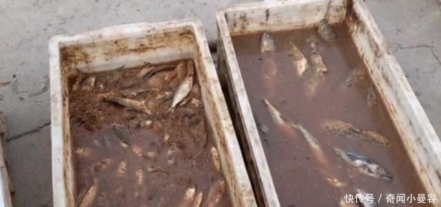 阿姨街头卖它,路人嫌脏无人买,当地人却说过会想买都买不到